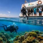 Diving 7