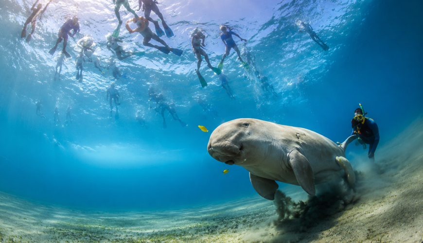 Marsa Mubarak – dlaczego to najlepsza wycieczka snorkelingowa z Marsa Alam?